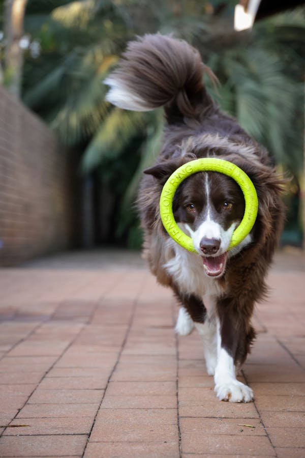 Fabricant d'équipements pour sport canin : innovation et écologie